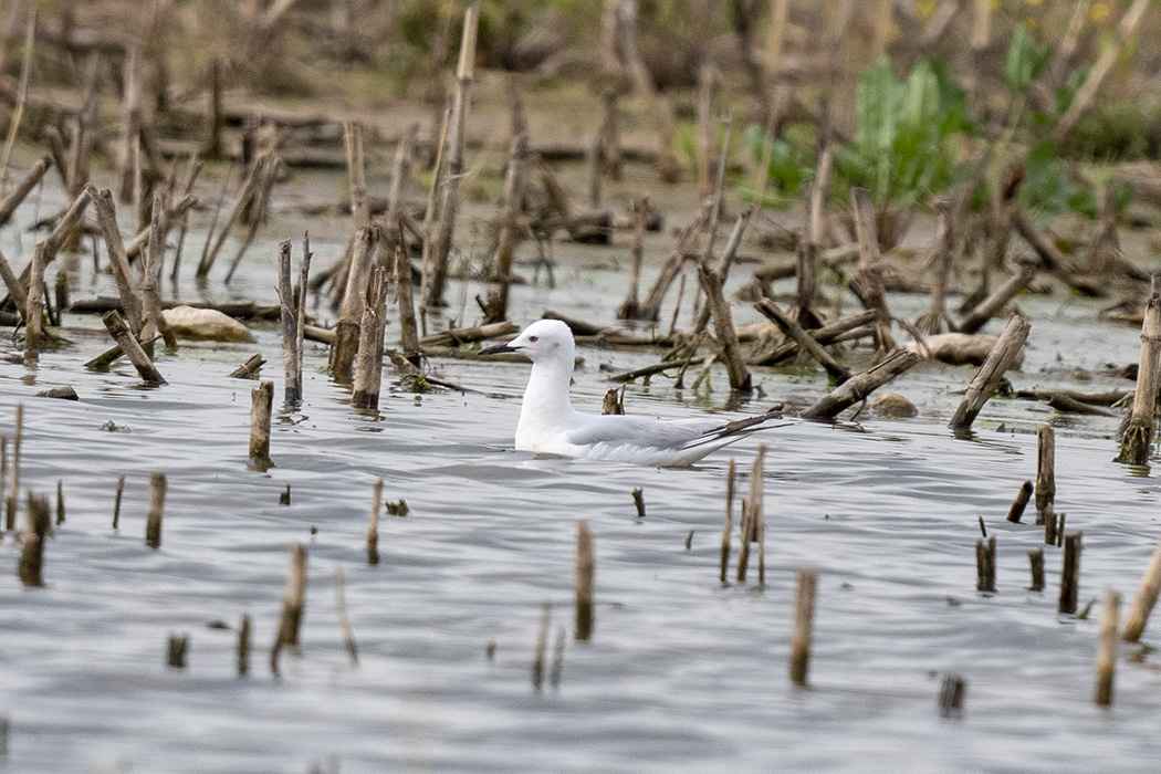Slender-billed Gull